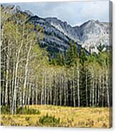 Aspen Trees With Mountains #1 Canvas Print