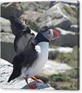 Atlantic Puffin 4 #1 Canvas Print