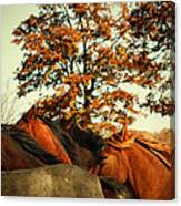 Autumn Wild Horses Canvas Print