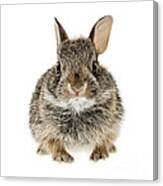 Baby Cottontail Bunny Rabbit 1 Canvas Print