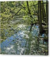 Bald Cypress Swamp #1 Canvas Print