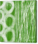 Bamboo #2 Canvas Print