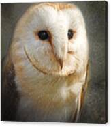 Barn Owl #1 Canvas Print