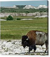 Bison In Badlands National Park #1 Canvas Print