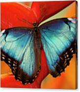 Blue Morpho Butterfly, Morpho Peleides #1 Canvas Print