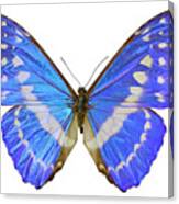 Blue Morpho Butterfly #1 Canvas Print