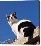 Blue Sky And Cat #1 Canvas Print