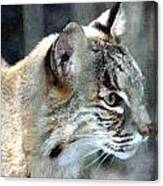 Bobcat #3 Canvas Print