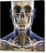Bones Of The Head And Upper Thorax #1 Canvas Print