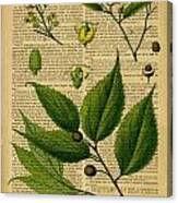 Botanical Print On Old Book Page #1 Canvas Print