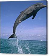 Bottlenose Dolphin Leaping Honduras #1 Canvas Print