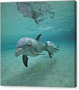 Bottlenose Dolphin  Mother And Young #1 Canvas Print
