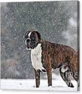 Boxer In Snow #1 Canvas Print