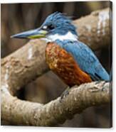 Brazil A Male Amazon Kingfisher #1 Canvas Print