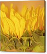 Bright And Sunny #2 Canvas Print