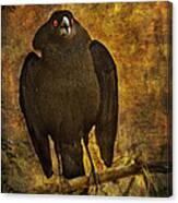 Bronzed Cowbird #1 Canvas Print