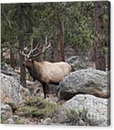 Bull Elk #1 Canvas Print