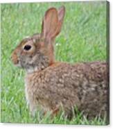#bunny #rabbit #ears #bigears #nature #1 Canvas Print