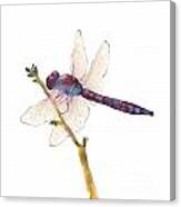 Burgundy Dragonfly Canvas Print
