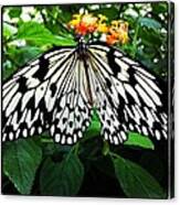 Butterfly  #1 Canvas Print