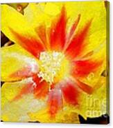 Cactus Flower Wc Canvas Print