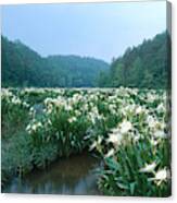 Cahaba River With Lilies #1 Canvas Print