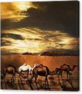 Camels Canvas Print