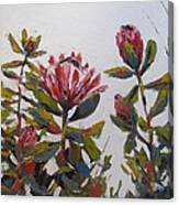 Cape Floral Kingdom 1 Canvas Print