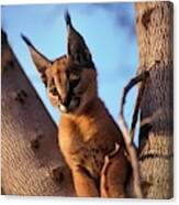 Caracal (caracal Caracal) #1 Canvas Print