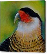 Caracara Canvas Print