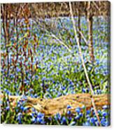 Carpet Of Blue Flowers In Spring Forest 2 Canvas Print