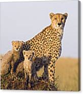 Cheetah Mother And Cubs Maasai Mara #1 Canvas Print