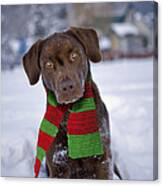 Chocolate Labrador Retriever #1 Canvas Print