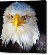 Closeup Portrait Of An American Bald Eagle #1 Canvas Print