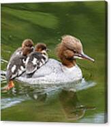 Common Merganser Mother Carrying Chicks #1 Canvas Print