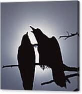 Common Raven Pair Perching #1 Canvas Print