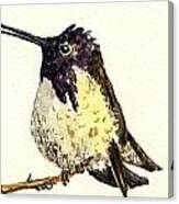 Costa S Hummingbird #1 Canvas Print