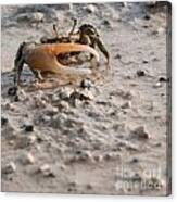Crab #1 Canvas Print