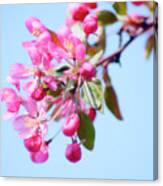 Crabapple Blossom (malus Coronaria) #1 Canvas Print