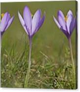 Crocus (crocus Nudiflorus) Flower #1 Canvas Print