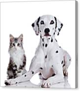 Dalmatian Dog And Norwegian Forest Cat #1 Canvas Print