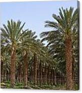 Date Palms From The Jordan Valley Canvas Print