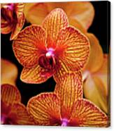 Deep Cut Orchid Society 15th Annual #1 Canvas Print