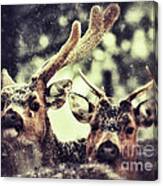 Deer In The Snow #2 Canvas Print