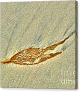 Diving Seaweed Canvas Print