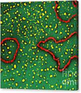 Dna From Bacteriophage Tem #1 Canvas Print