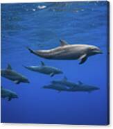 Dolphins #1 Canvas Print