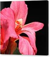 Dwarf Canna Lily Named Shining Pink #1 Canvas Print