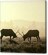Elks Sparring Yellowstone Np Wyoming #1 Canvas Print