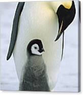 Emperor Penguin With Chick Antarctica #1 Canvas Print